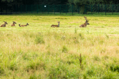 Wildgehege Gut Leidenhausen