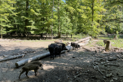 Wildschweingehege Gut Leidenhausen