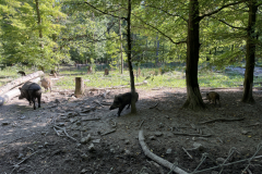 Wildschweingehege Gut Leidenhausen