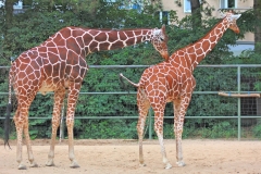 Kölner Zoo