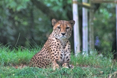Kölner Zoo