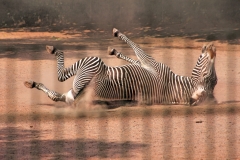 Kölner Zoo