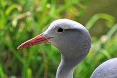 Kölner Zoo
