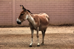Kölner Zoo