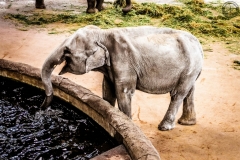 Kölner Zoo