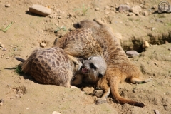 Kölner Zoo